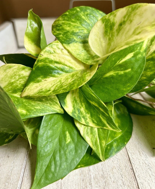 20 Pothos Cuttings - Rooted Indoor Plant - Epipremnum aureum - Easy Care Houseplant