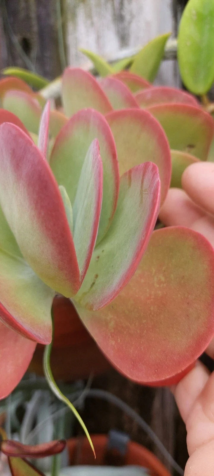 Flapjack Kalanchoe Succulent Live Plant - Paddle Leaf Succulent - Kalanchoe luciae
