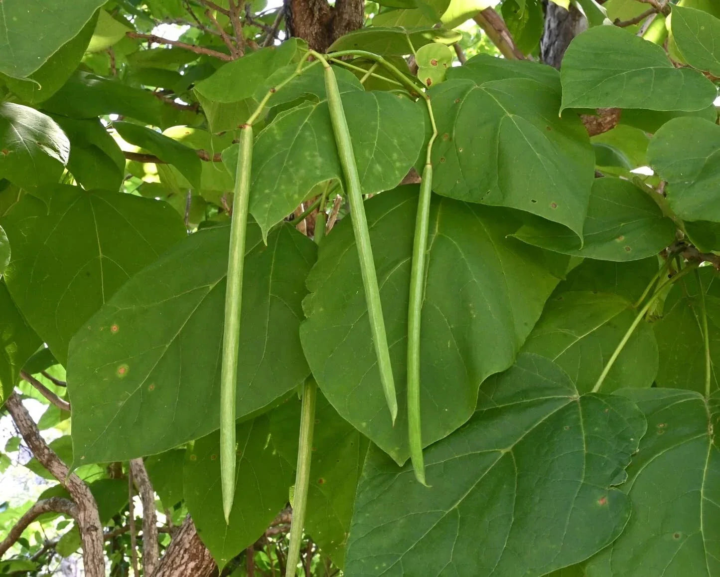 Catalpa Tree Seeds - 50 Count - Stunning Flowers, Large Leaves - Catalpa bignonioides