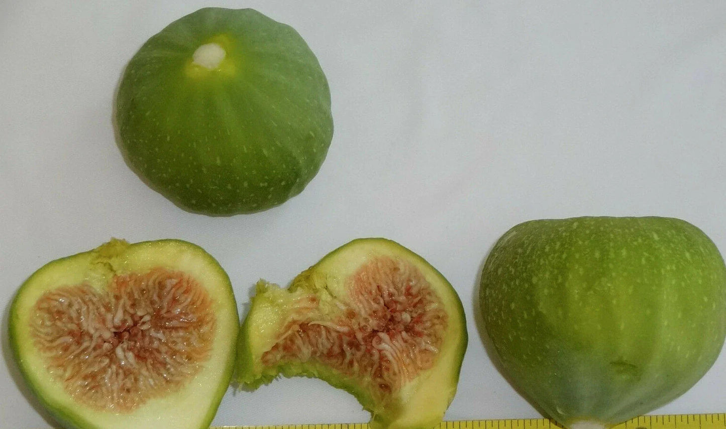 Green Ischia Fig Tree Cuttings - 3 Pack - Ficus carica - Hardy in Zones 7 to 10 - Ideal for Home Gardens