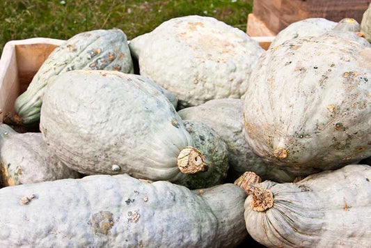 Hubbard Squash Seeds - 25+ Heirloom Seeds for Garden Planting - Cucurbita maxima - USA