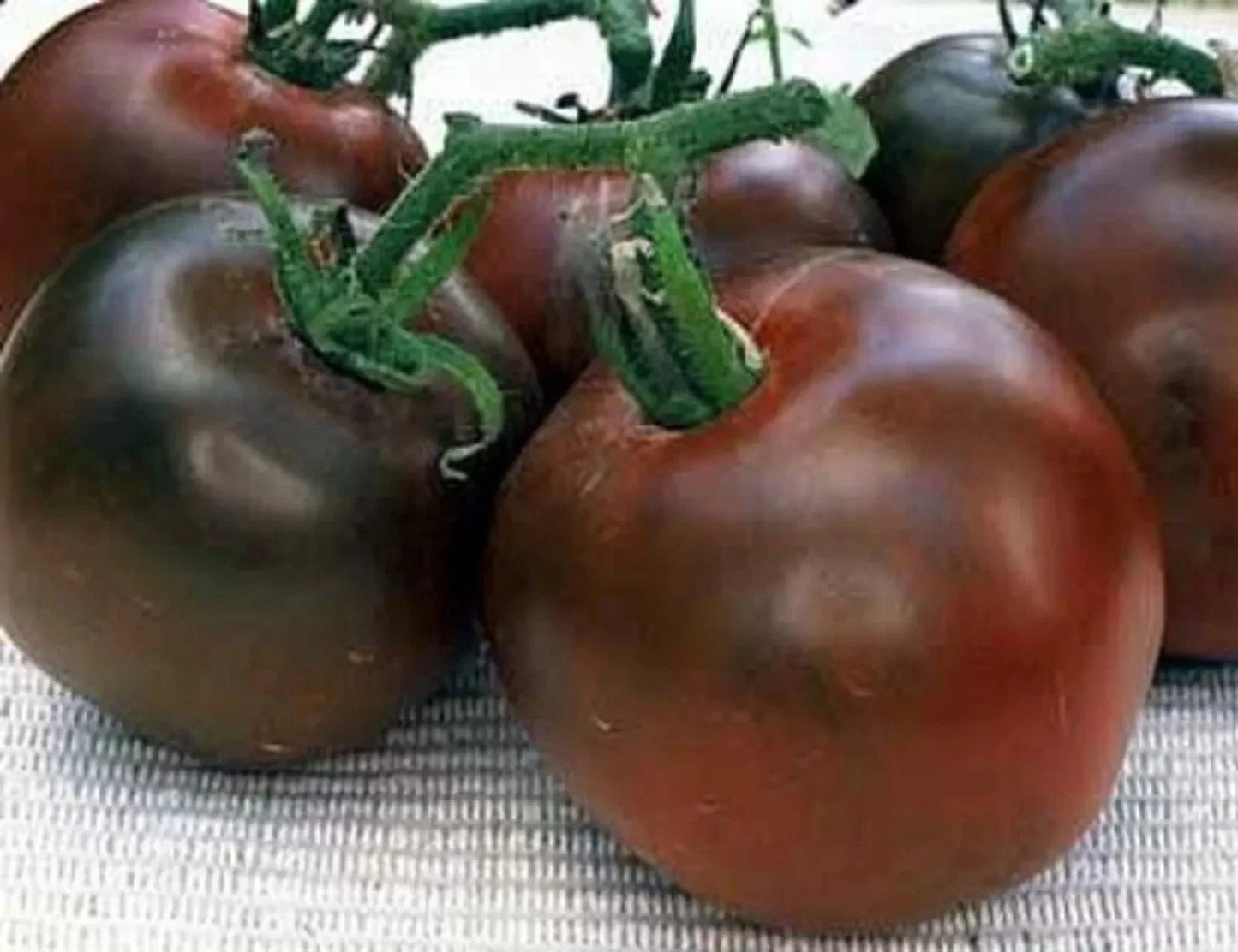 Black Prince Tomato Seeds - 10+ Heirloom Organic Rare Variety - Perfect for Home Gardening