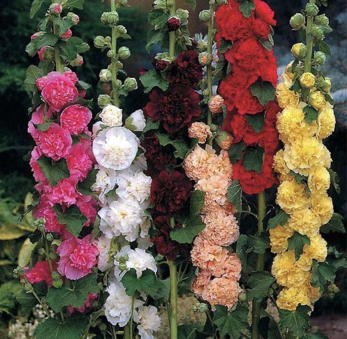 Hollyhock Seeds - 60+ Seeds - Chater's Double Mix Peony Flowered Blooms - Non-GMO (Alcea rosea)