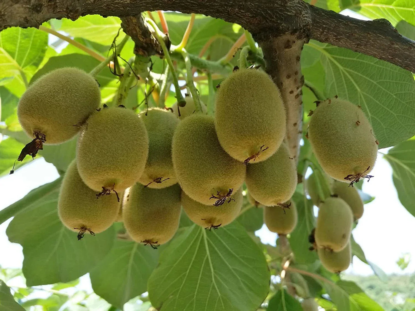 Bonsai Kiwi Tree Seeds - 50 Seeds - Actinidia Chinensis - Ideal for Planting and Gardening