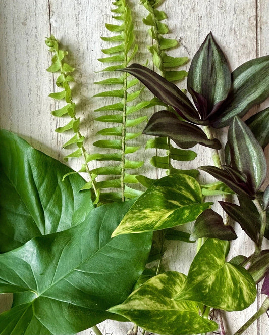12 Rooted Plant Cuttings - Pothos, Wandering Jew, Arrowhead, Ferns - Indoor Plants for Home Decor