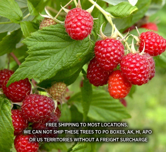 1 Boyne Early Season Red Raspberry Potted Plants - 1-2 Year Old - Rubus idaeus