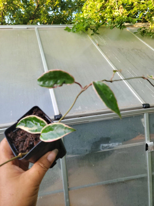 Hoya Krimson Queen Plant - Rooted - Variegated Green & White Foliage - Hoya carnosa 'Krimson Queen'
