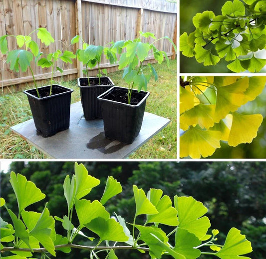 Ginkgo Biloba Maidenhair Tree 24+ Inches Live Bare Root Herbal Plant - Ginkgo Biloba for Bonsai & Herbal Use