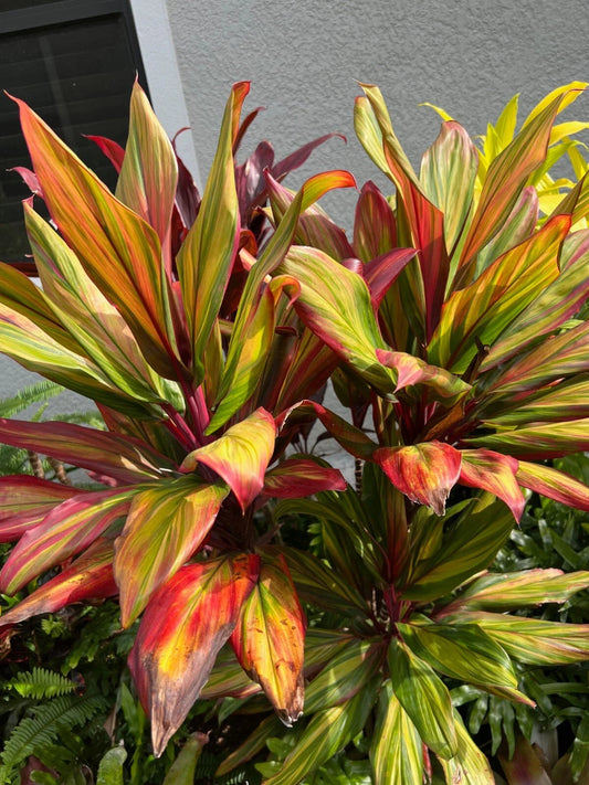 Hawaiian Ti Plant - 4" Pot - Cordyline Fruticosa "Harlequin" - Colorful Foliage Houseplant for Indoor Gardening