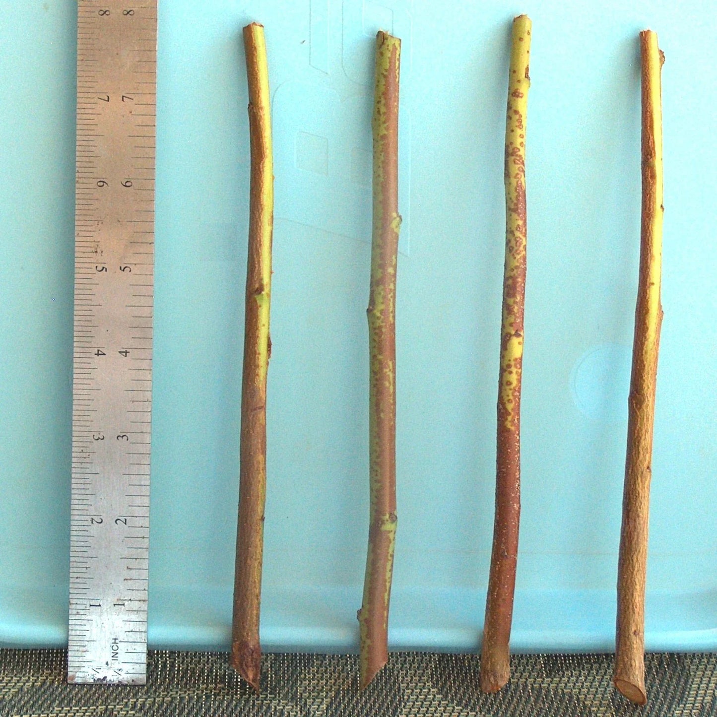 Plum Tree Rootstock Cutting Semi-Dwarf NO ROOT for Scion-Wood Grafting Prunus domestica - 10 Pack