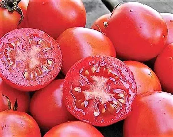 Siberian Tomato Seeds 120+ Pack - Organic Heirloom, Non-GMO - Fresh Tomato Seeds for Gardening