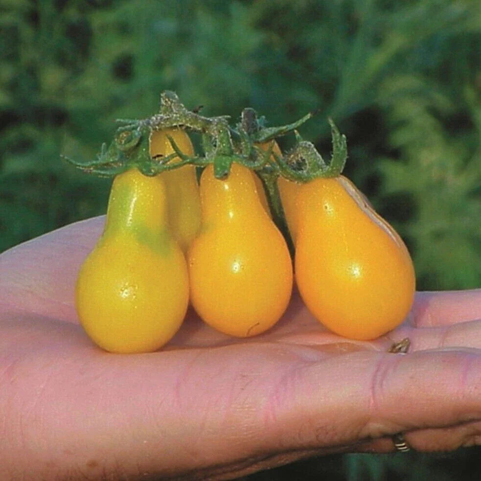Yellow Pear Tomato Seeds - 30+ Heirloom NON-GMO Organic - Solanum lycopersicum