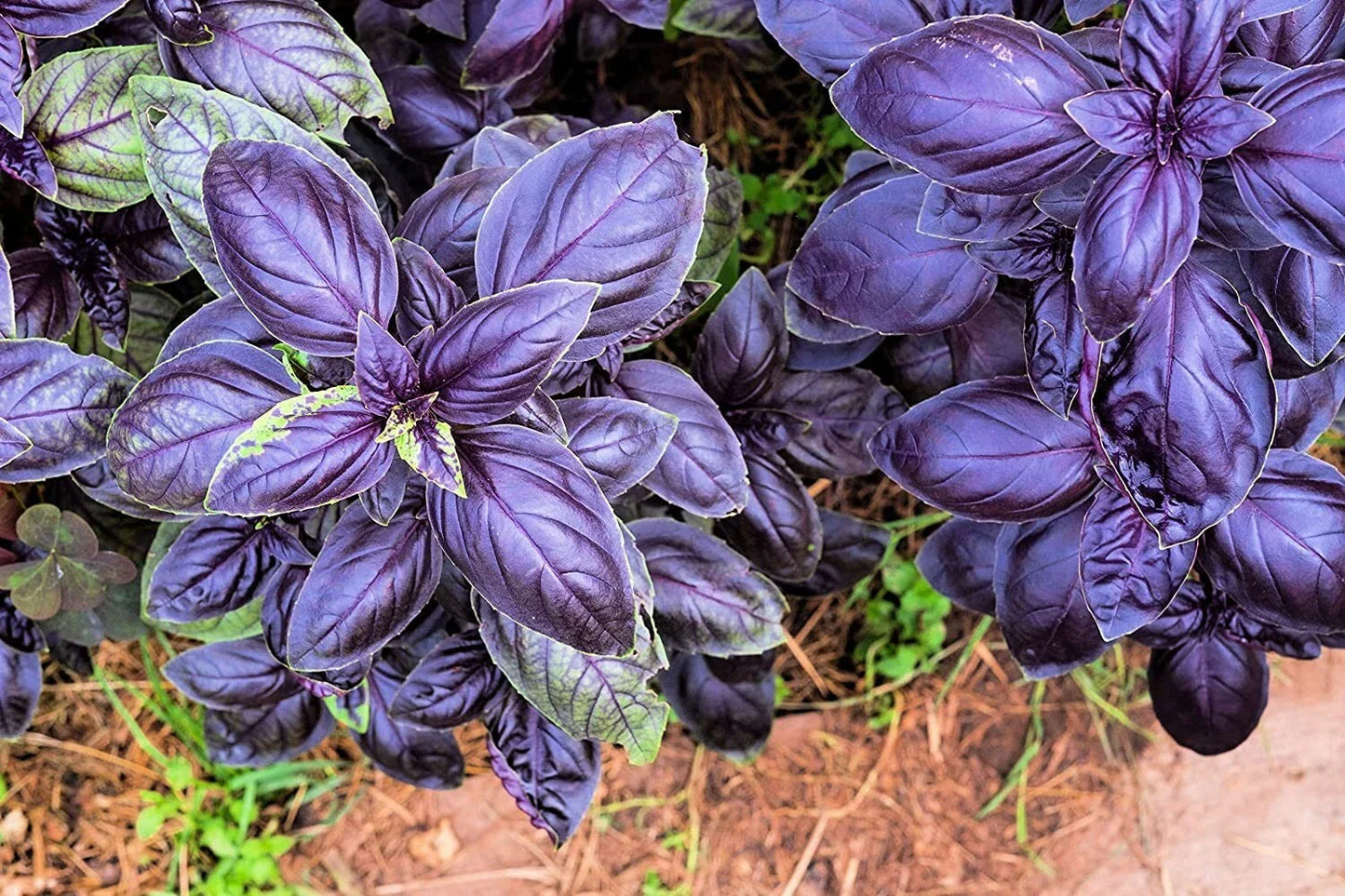 Purple Basil Herb Seeds - 200 Count - Ocimum basilicum 'Purple Ruffles' - Ideal for Home Gardening and Culinary Use