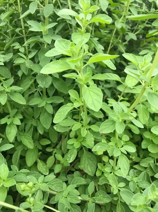 Greek Oregano Plant 4" in Pot - Origanum vulgare - Aromatic Culinary Herb - Perennial with Purple-Pink Flowers
