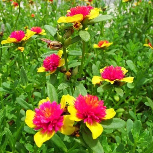 Hot Pink and Yellow Purslane Cuttings - Easy to Grow Succulent - Portulaca grandiflora - 6 Cuttings - US Seller