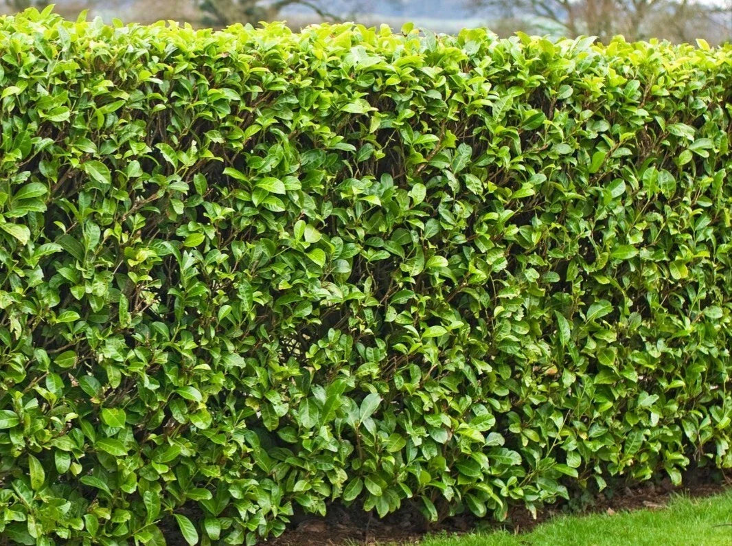 25 Fresh Cuttings Carolina Cherry Laurel 6-8" for Rooting Shrubs, Hedges, Privacy (Prunus caroliniana)