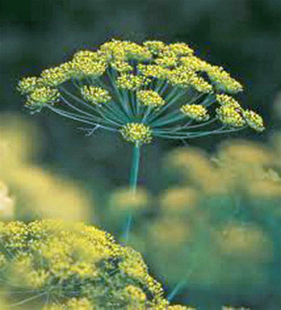 Dill Seed - Heirloom Bouquet - Non-GMO - 100+ Seeds - Fresh or Dried Herb - Anethum graveolens
