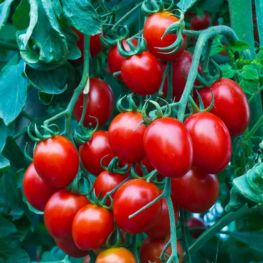 Heirloom Cherry Tomato Seeds - 100+ Non-GMO Organic Sweet Seeds - Perfect for Home Gardens - Solanum lycopersicum