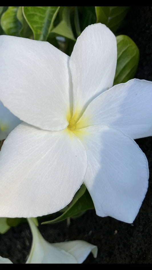 Hawaiian Fiddle Plumeria Plant #8 - Tropical Flowering Variety, Plumeria pudica, Ideal for Gardens and Landscaping
