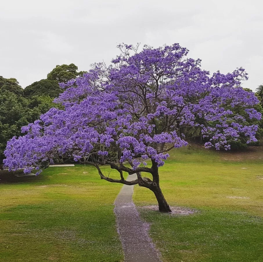Blue Jacaranda Live Plant 8-10" Tall 3" Pot Jacaranda Mimosifolia Purple-Blue Flowers