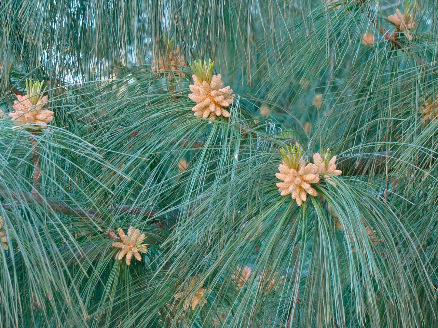 Himalayan White Pine Seeds, 20 Pack, Pinus wallichiana, Drought-Resistant Evergreen Tree Seeds for Gardening