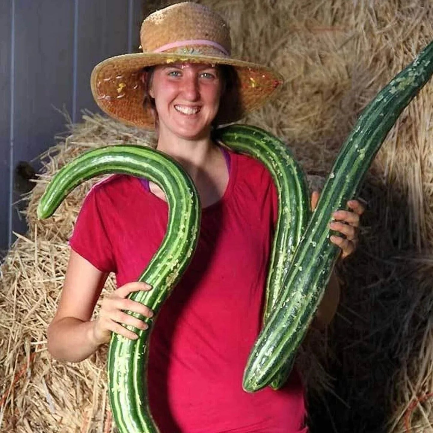 Painted Serpent Cucumber Seeds - 100+ Organic Heirloom Non-GMO Rare Seeds - Cucumis sativus