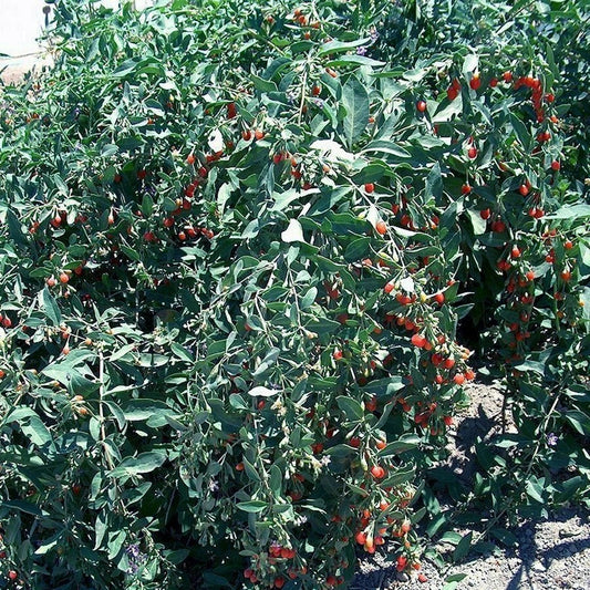 Goji Berry Cuttings - Fresh Cuttings from Mature Plant - Lycium barbarum - Lot of 20