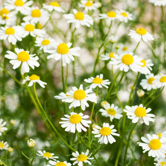 German Chamomile Seeds - Organic Herb Seeds for 2025 Planting, Matricaria Chamomilla, Aromatic Flowering Plant