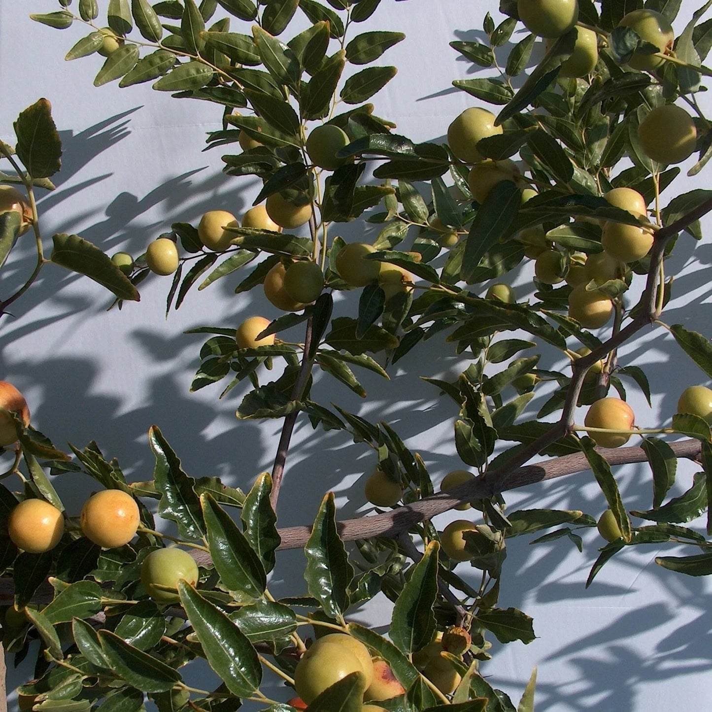 Honey Jar Jujube Tree Scion Wood 8" Thin Cutting Bud (Ziziphus jujuba) - No-Root Graft for Planting and Propagation