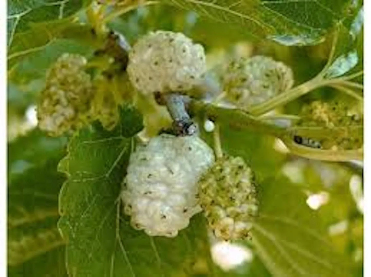 White Mulberry Tree 1-2ft Tall Bare Root Morus alba - Fast Growing, Hardy Zones 3-9, Ideal for Full Sun, Clay or Sandy Soil