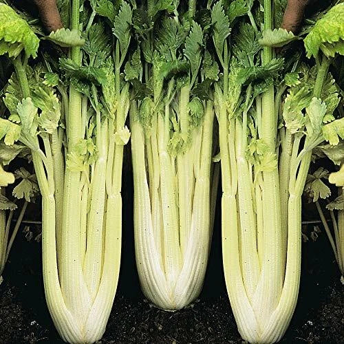 Golden Pascal Celery Seeds | Heirloom Non-GMO Variety | Organic Gardening | Apium graveolens