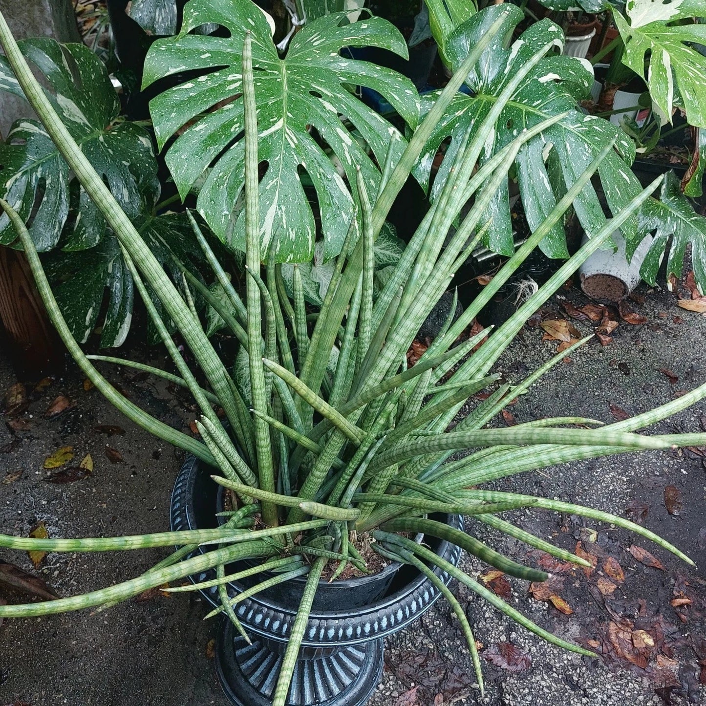 Snake Plant Cylindrica - Rooted Live Starter Plant - Sansevieria - African Spear - Indoor Houseplant