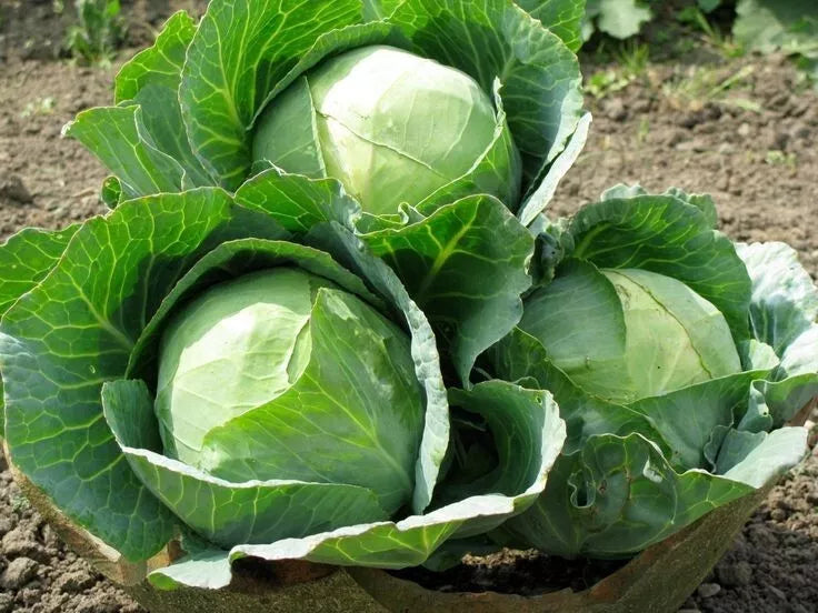 Cabbage Seeds 100+ Heirloom Danish Ballhead NON-GMO Fresh Brassica oleracea