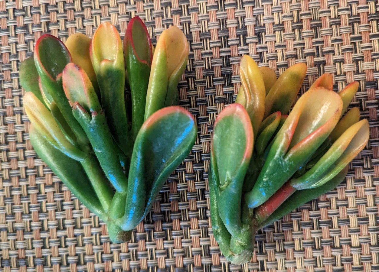 Variegated Crassula Ovata 'Gollum' Cutting - 2" Jade Plant - Rare Succulent, Unique Foliage