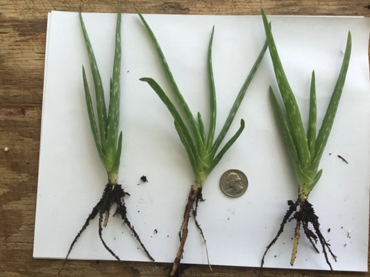 1 Organic Aloe Vera Plant - Bare Rooted, Healthy Live Plant - Perfect for Home or Garden - Aloe barbadensis miller