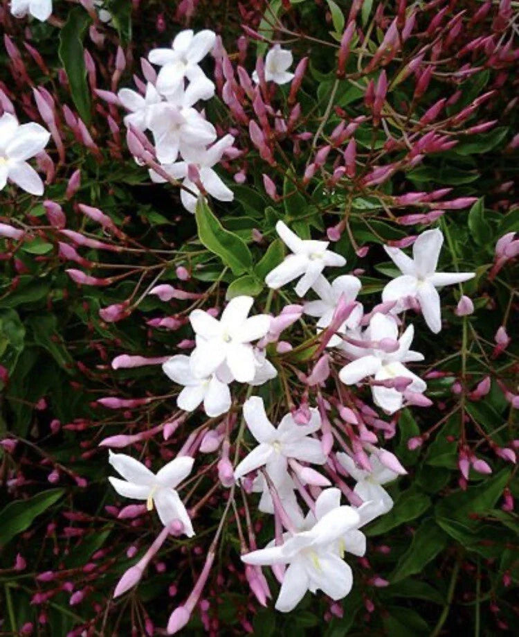 Pink Star Jasmine Cuttings - 5 Fragrant Plant Cuttings - Trachelospermum jasminoides