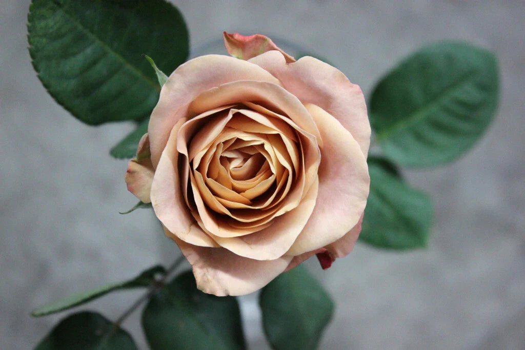 Cappuccino Rose Cuttings - 3 Super Rare Rooting or Grafting Cuttings - Rosa 'Cappuccino'