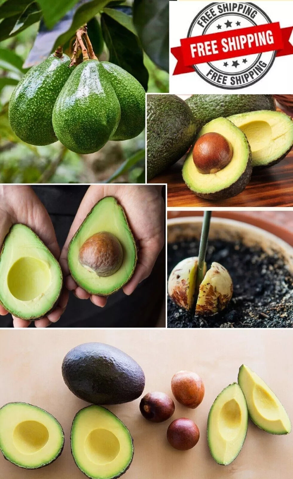 Hass Avocado Seeds 3-Pack Easy Grow Persea americana Rare Planting