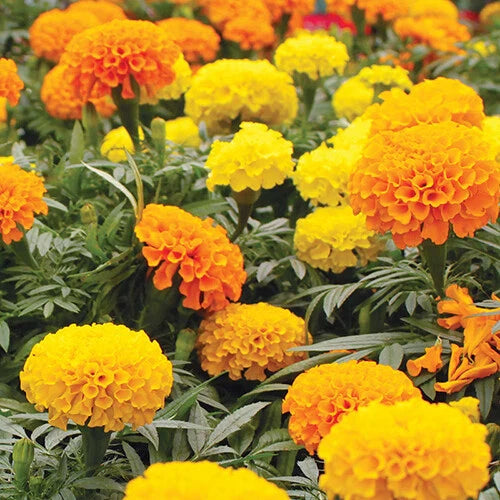 Marigold Seeds CrackerJack Mix | Heirloom Flower Seeds | Tagetes erecta | Non-GMO, Free Shipping