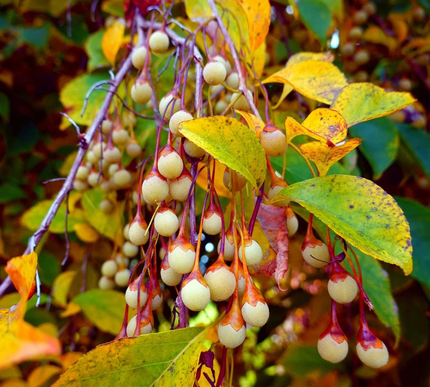 Japanese Snowbell Tree Seeds - 20 Pack - Styrax japonicus - Ornamental Tree Seeds for Gardens