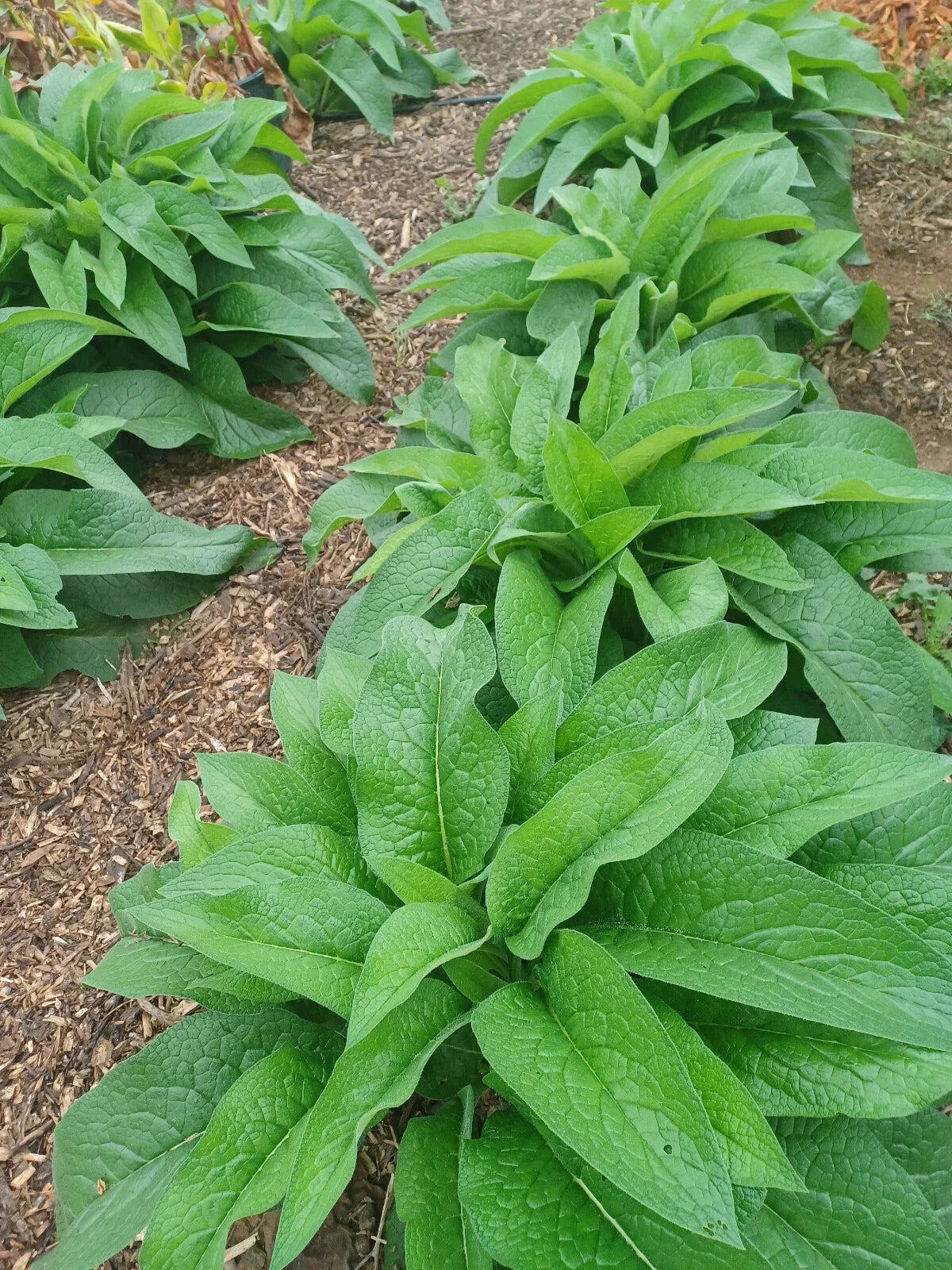 Russian Comfrey Live Root Cuttings - Bocking 14 Cultivar, 10 Rhizomes - Symphytum x uplandicum