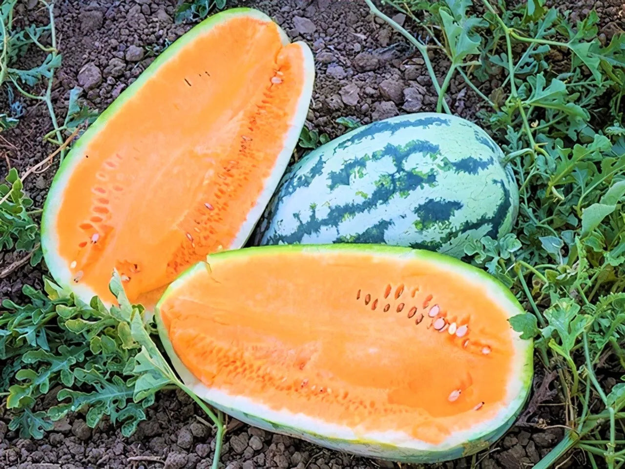 Tendersweet Orange Watermelon Seeds - 50+ Heirloom NON-GMO - Fresh (Citrullus lanatus)