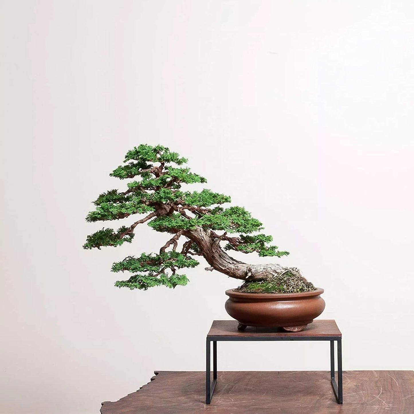 Hinoki Cypress Bonsai Tree Seeds - 20 Count - Evergreen - Chamaecyparis obtusa