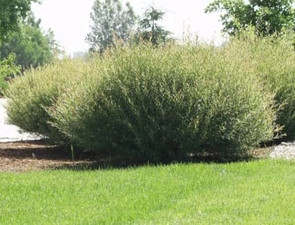 Willow Bush Cuttings for Planting - Low Growing Privacy Hedge, Salix purpurea, Green Foliage, Hardy Shrub, Fast-Growing