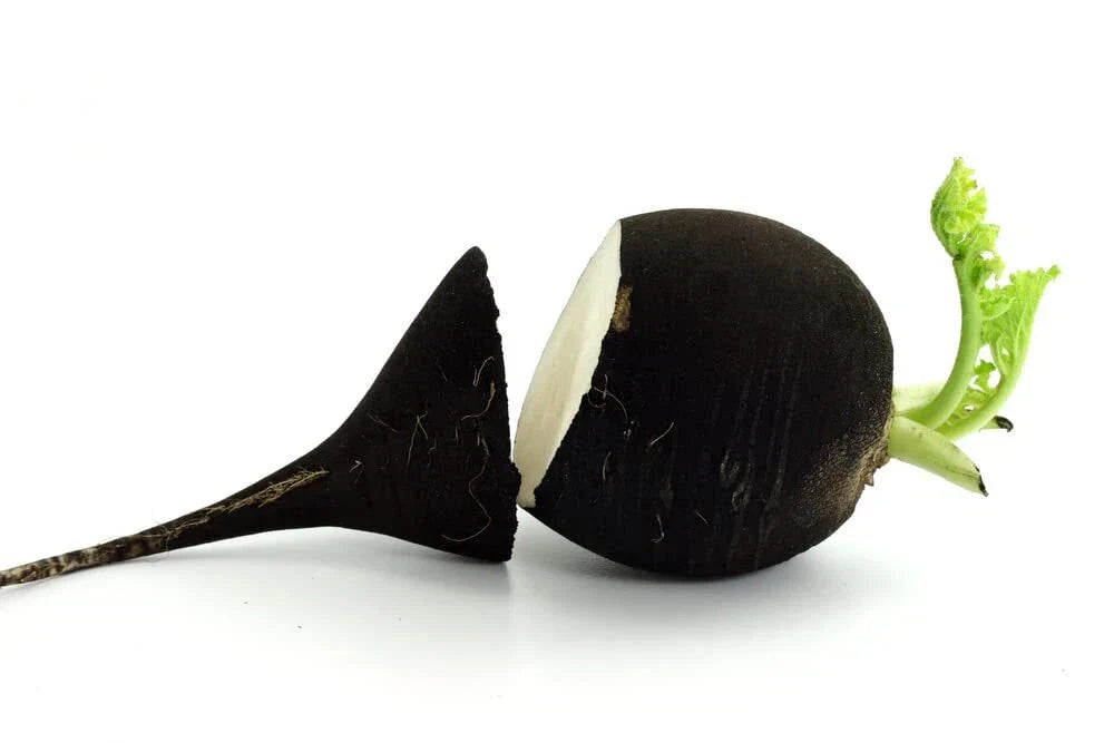 Black Radish Seeds - 250+ Rare Vegetable Seeds for Planting - Raphanus sativus