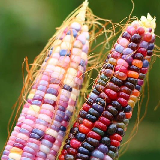 Glass Gem Corn Seeds - 250+ Heirloom Vegetable Seeds for Planting, Non-GMO, Colorful Varieties, Zea mays
