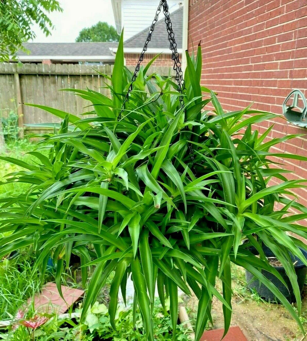 Air Clear House Plant - Spider Plant - All Green - Bare Rooted - 10 Pack - Chlorophytum comosum