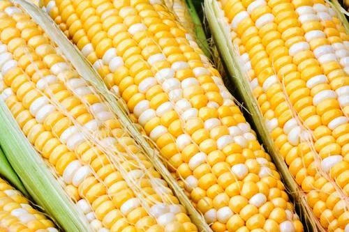 Sweet Corn Seeds - Essence Variety - Fresh Non-GMO Seed - Zea Mays - Free Shipping