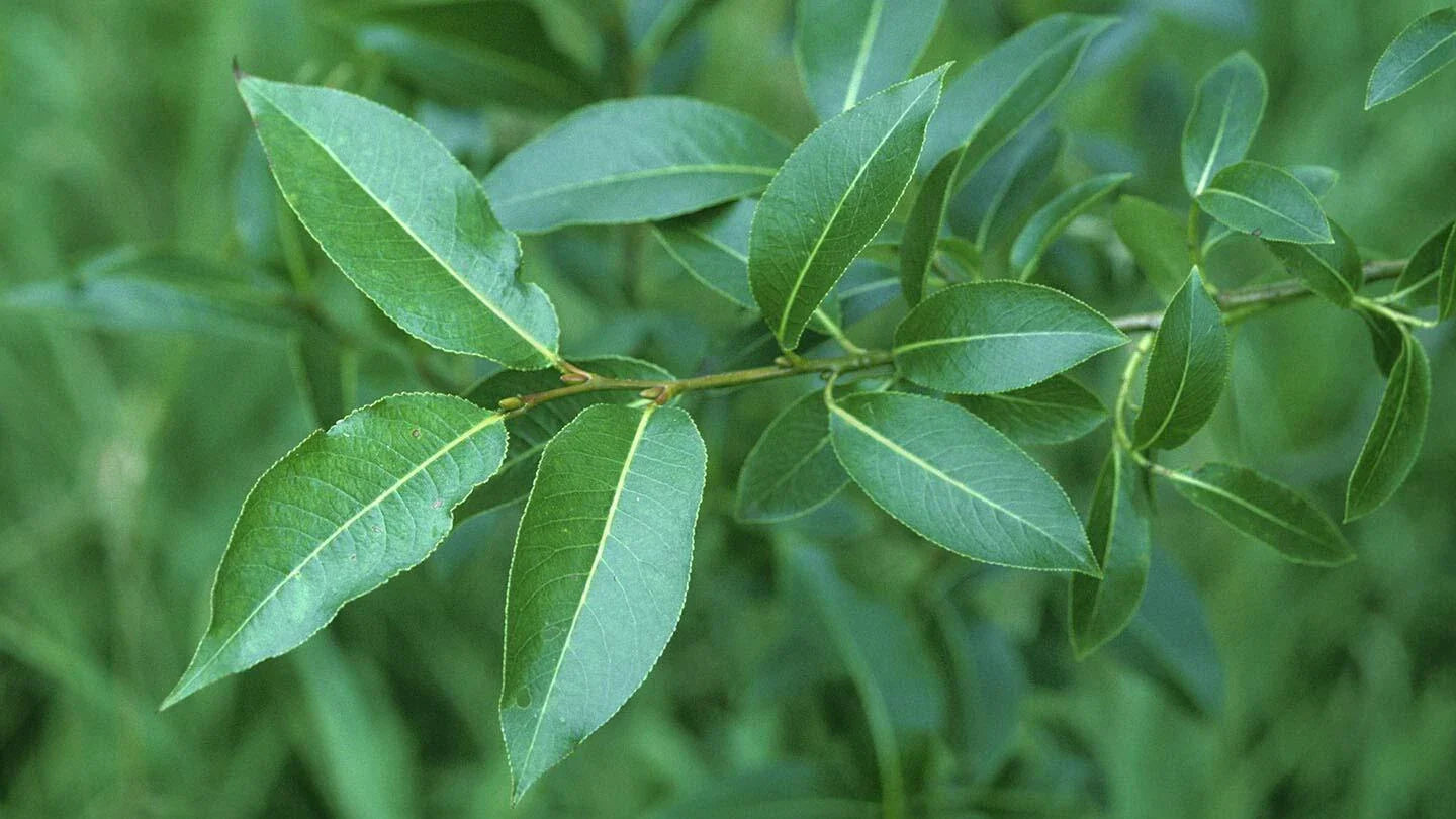 Bay Leaf Willow Cuttings - 2 Pack - Rare Willow Tree (Salix pentandra) for Home Gardening and Landscaping