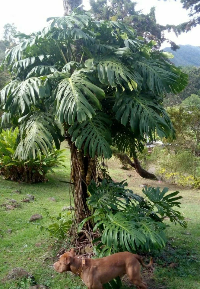 Giant Monstera Deliciosa Cutting - Bare Root - Non-Variegated - Tropical Houseplant from Colombia